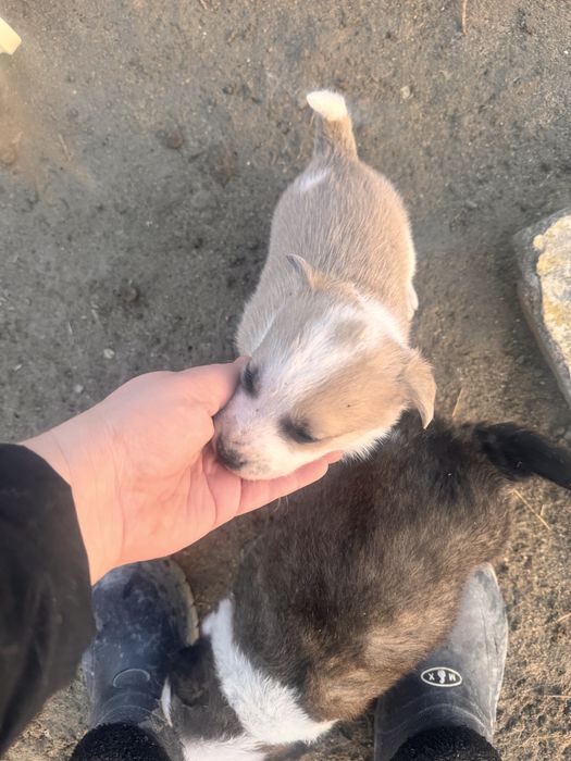 Щенок красивый в добрые руки