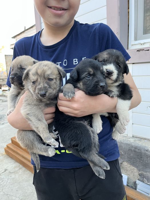 Щенята в добрые руки!