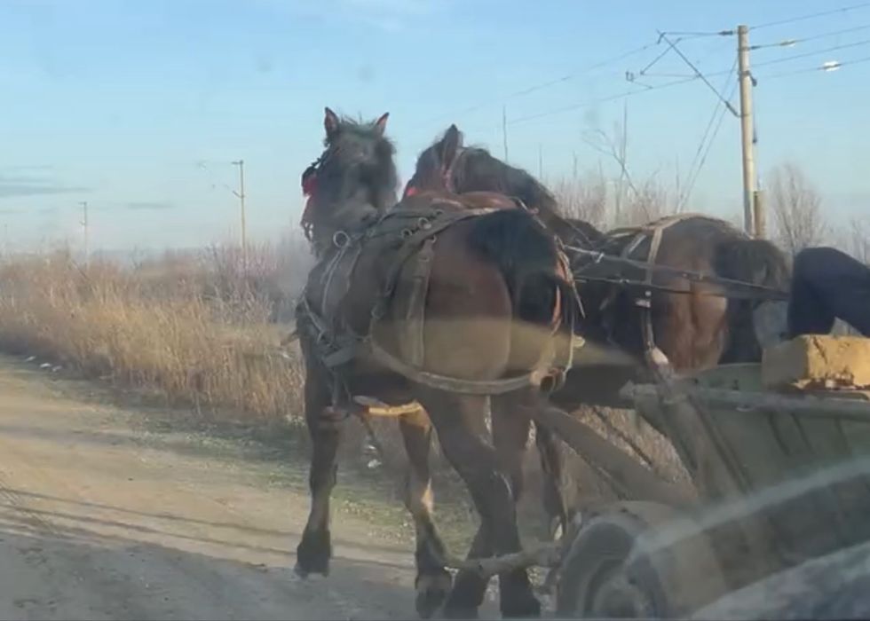 Cal castrat 6 ani garantat