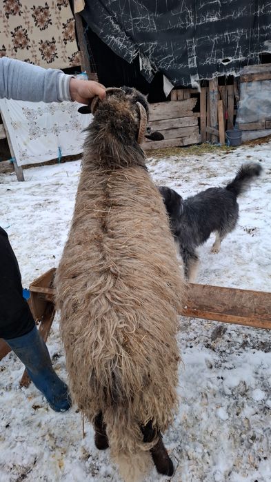 Vind berbecuț din vara