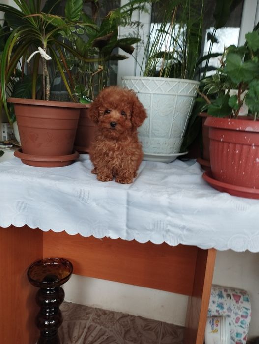 Той Пуделчета  Toy Poodle.