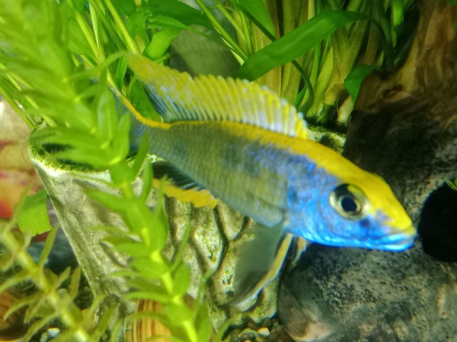 Отофаринкс цихлид