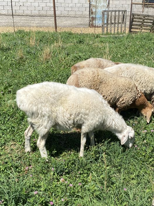 Ақ кой сатылады