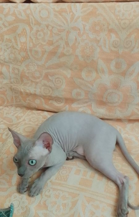 Канадские сфинксы(мальчик и девочка)