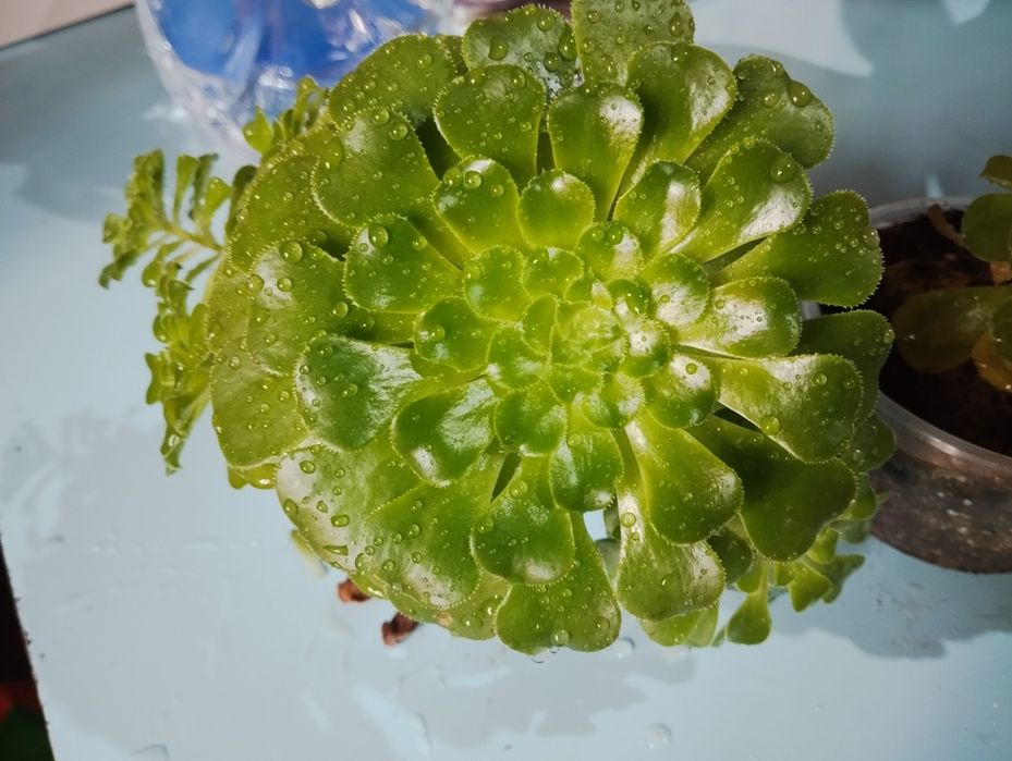 Продаются Комнатные Растения - каменная Роза