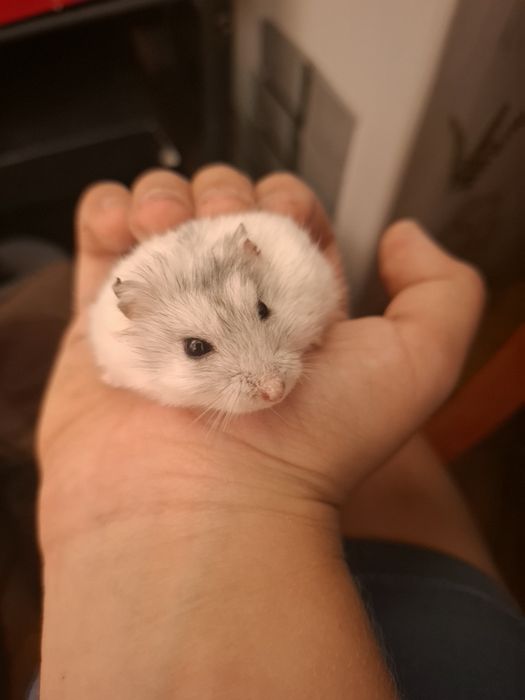 Hamster de vânzare