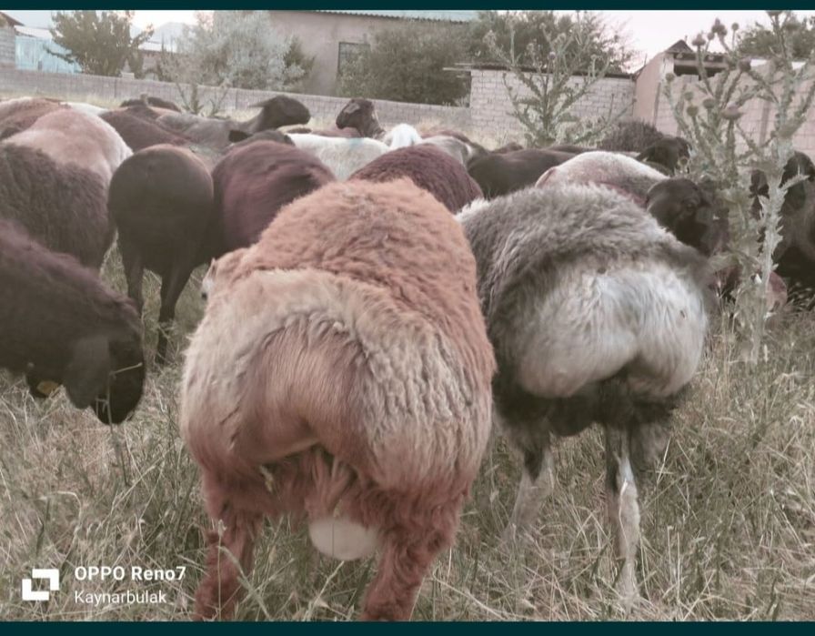 Кои еті соиып береміз