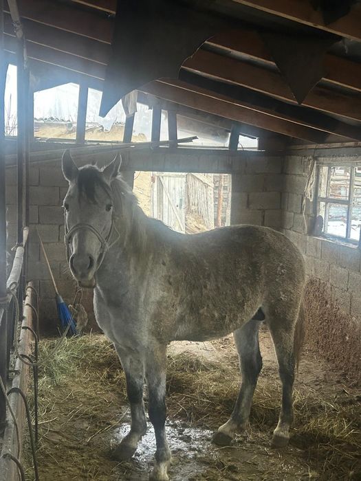 Айгыр сатамын, келисемиз