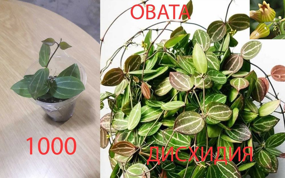 Комнатные   цветы