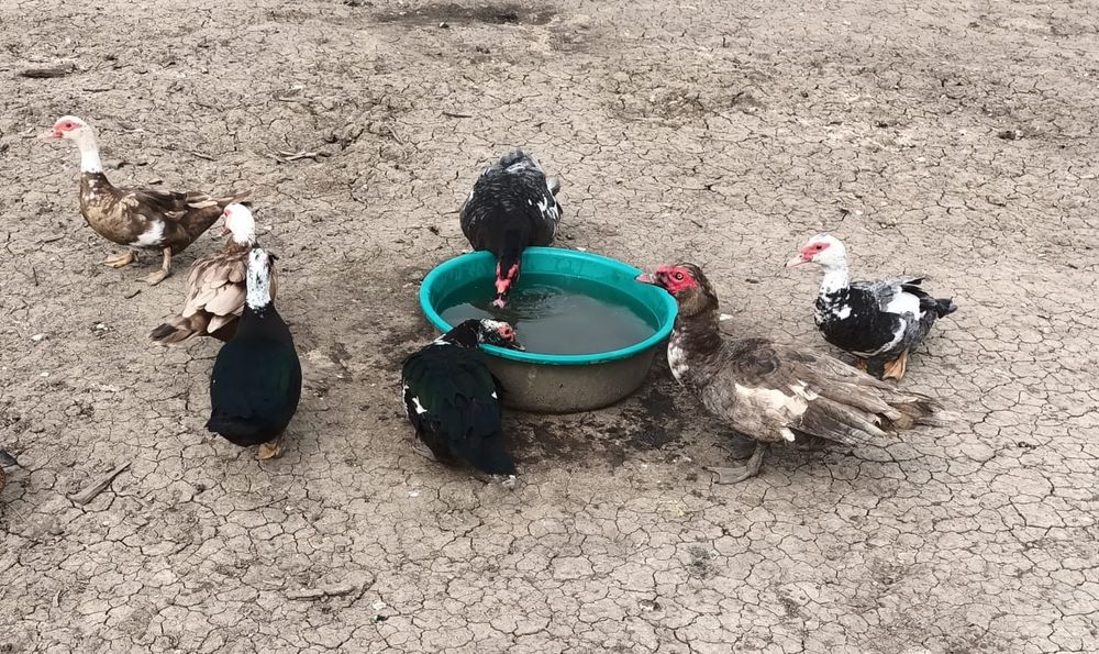 Oua rate leneșii mute