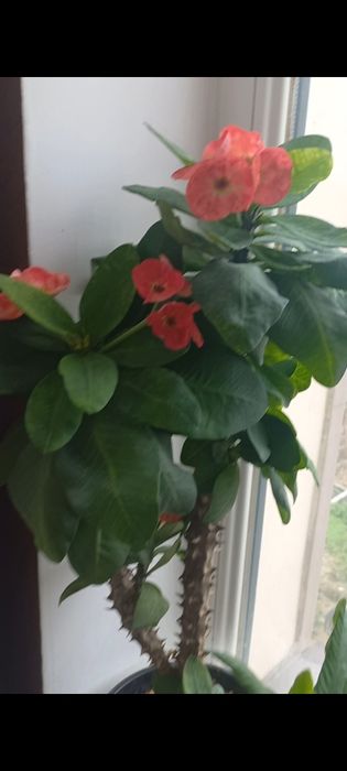 Молочай миля сортовые