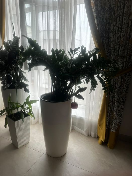 Замяккулькас цветы