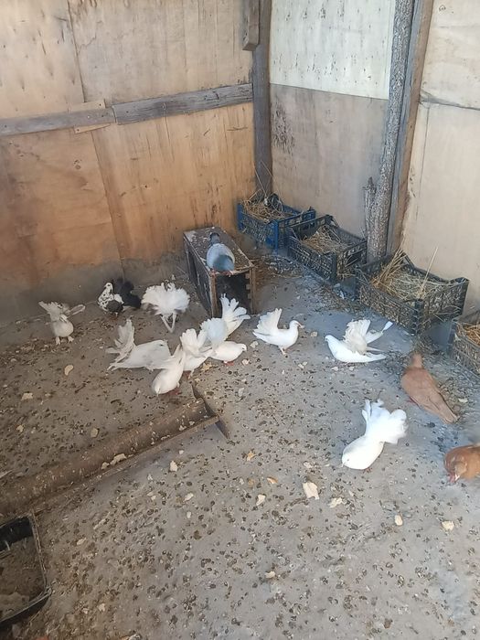 Porumbei voltați