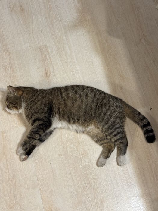 Кот в добрые руки