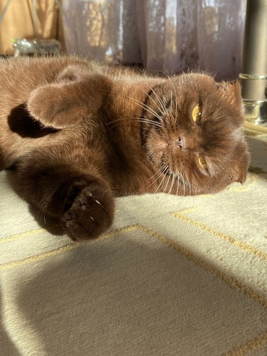 Передержка кошек
