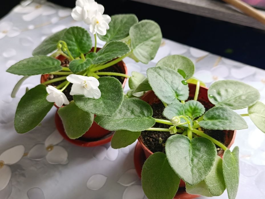 Белая махровая фиалка