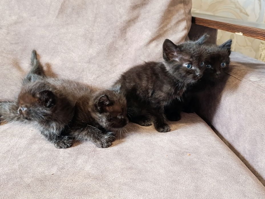 Отдам котят в добрые руки