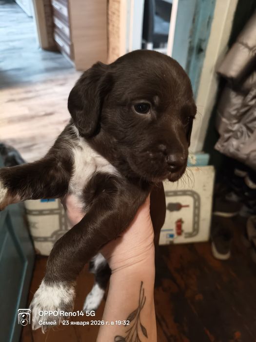 Щенки спаниеля месячные