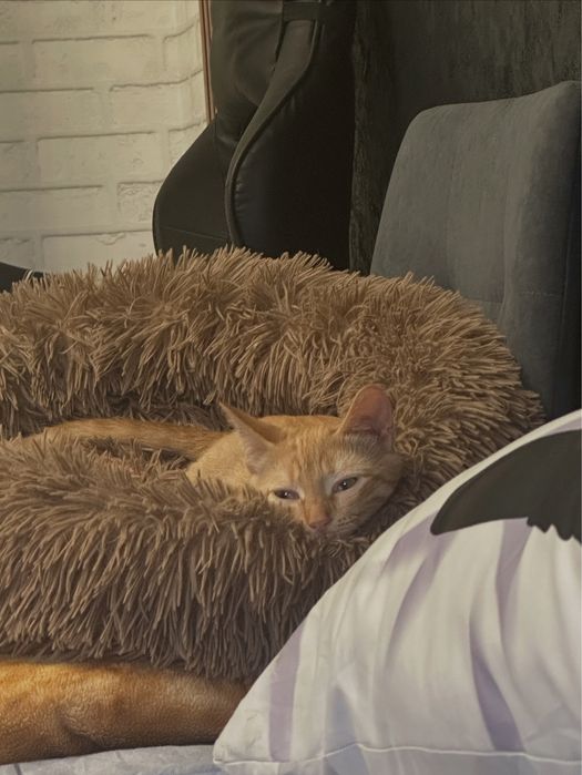 Пропала кошка срочно