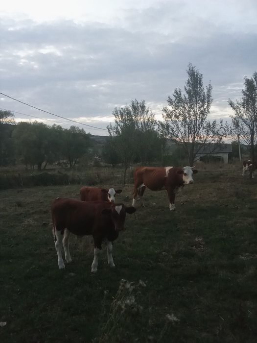 Vand vaca cu viței