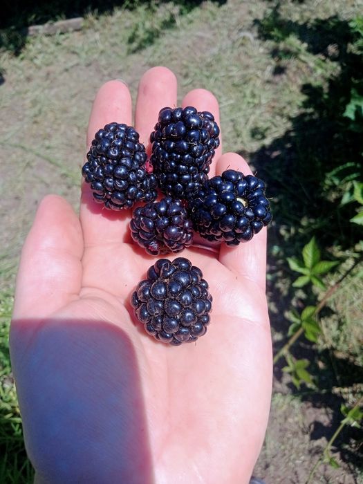 Продам саженцы ежевики