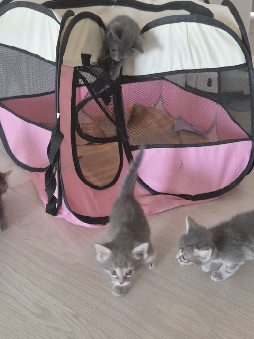Котята-девочки в добрые руки