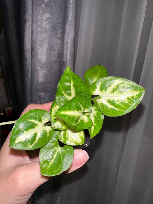 Продам разные цветочки