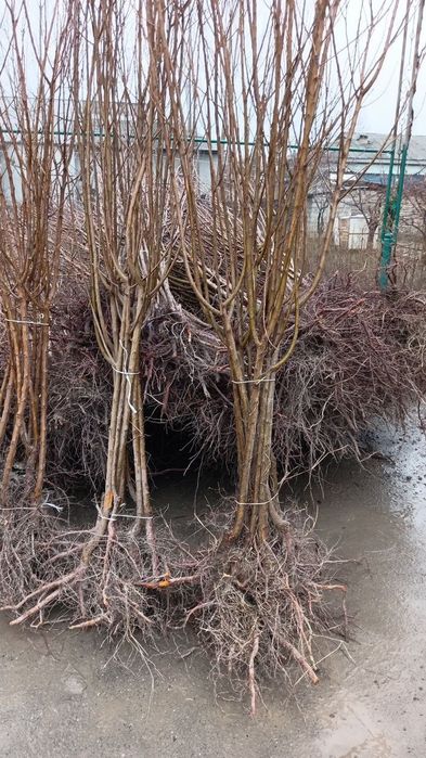 Арча ,мевали ва манзарали кучатлар.саженци ёлки и фруктовые