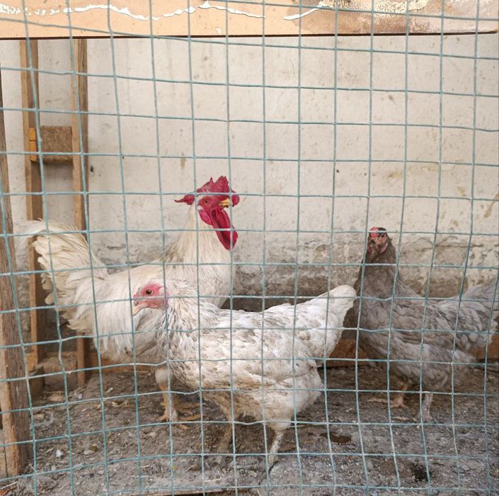 Tovuqlar va Horoz sotaman