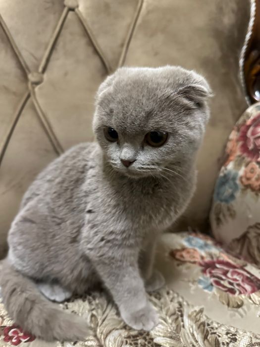 Scottish fold , Scottish strite