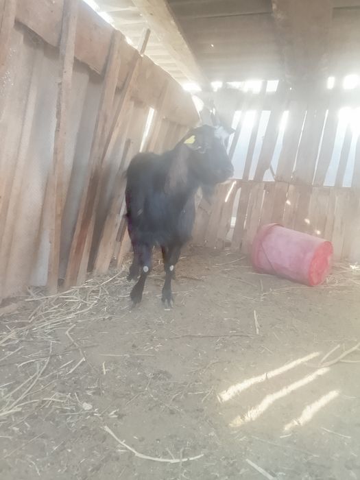 Қазақы, ұрғашы ешкі сатылады