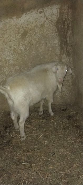 Заненский козе ...