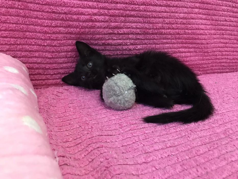 Подарявам малко мъжко коте с изградени навици