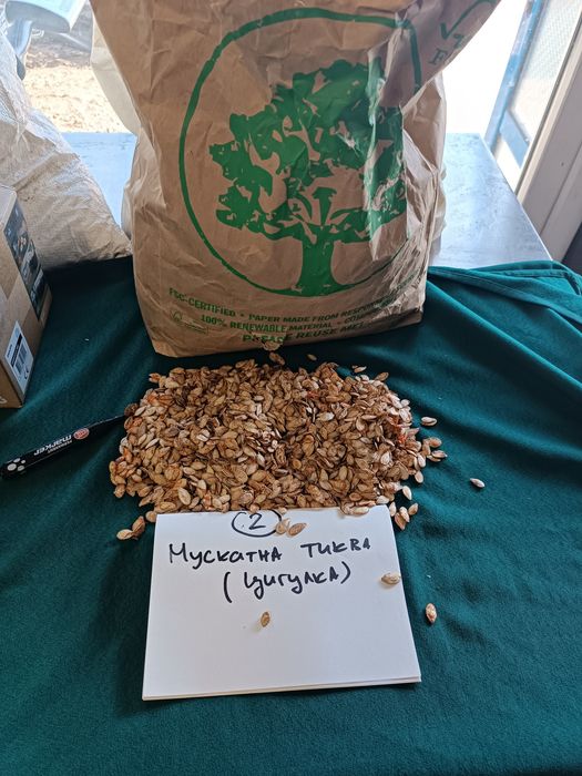 Продавам тиквени семки за сеене