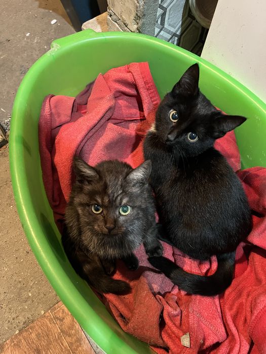 Отдам домашних котяк в добрые руки