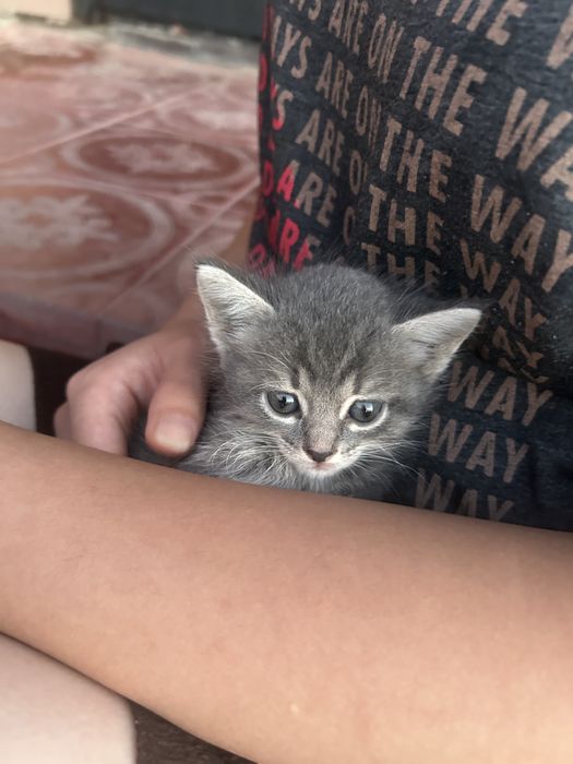 Котенок девочка вивививичи