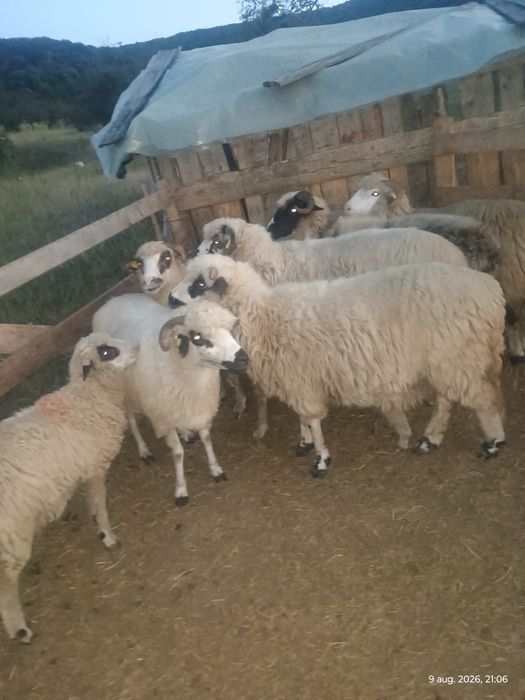 7 oi și 3 miei de vânzare
