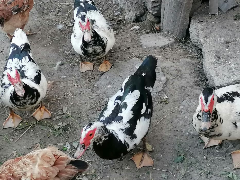 Vand rațe mute (lesesti)