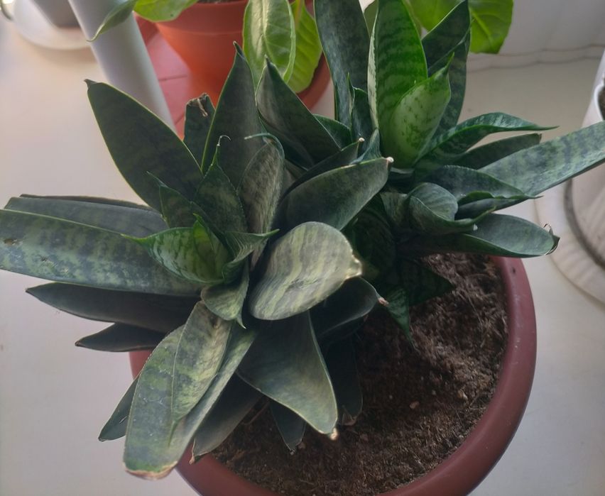 Сансивиерия Звезда Минг