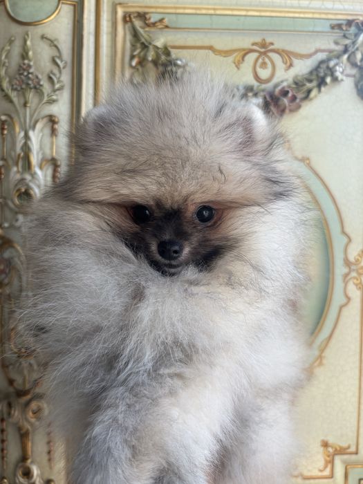 Pomeranian Mini Toy – Față Teddy Bear, Pedigree FCI, Vaccinat, Cipat, Deparazitat și Carnet de Sănătate, canisa acreditata