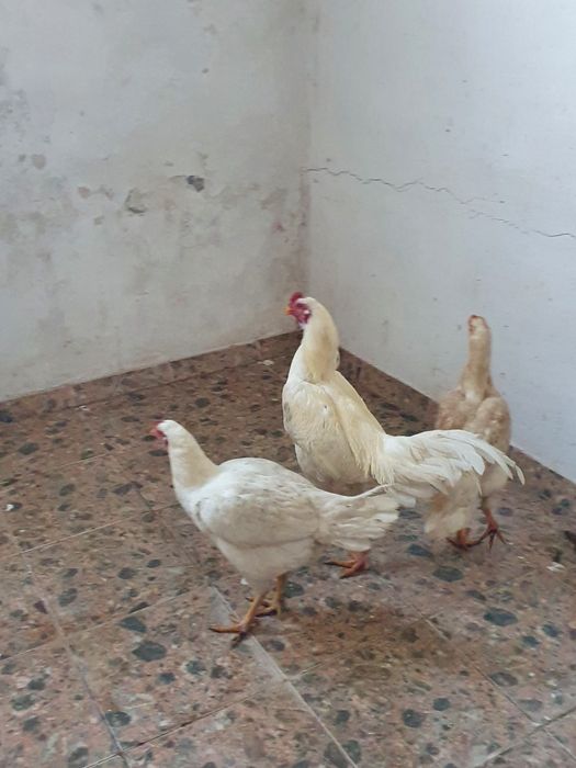 Gaini combatant malaezian