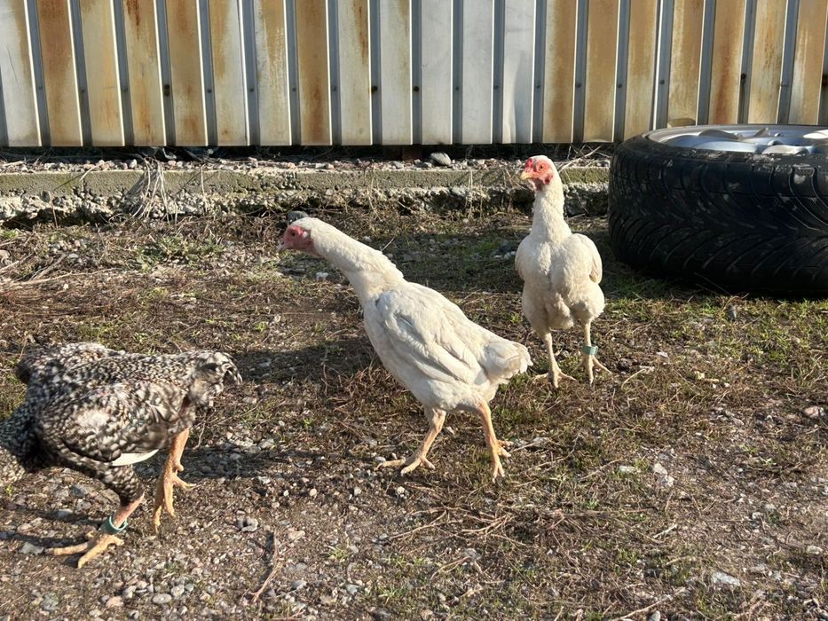 Ко шамо 2+1 семья