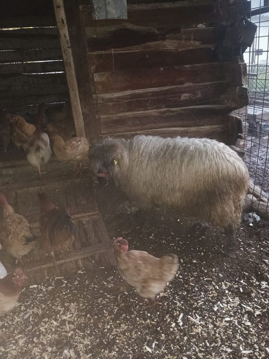 Vând berbece și 2 oi