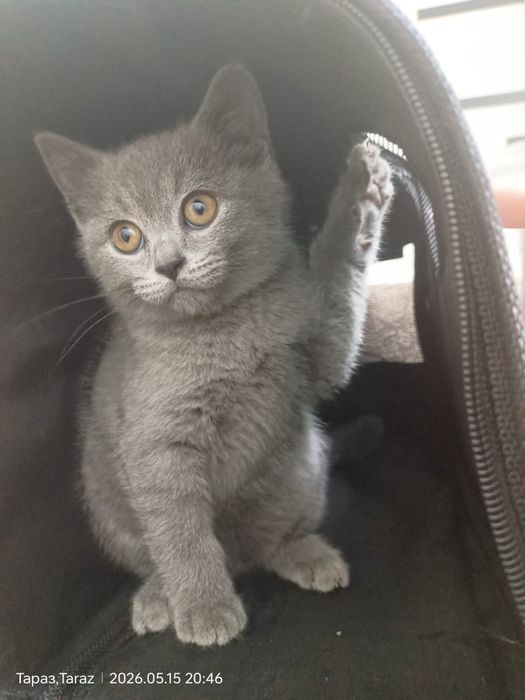 Котёнок британец