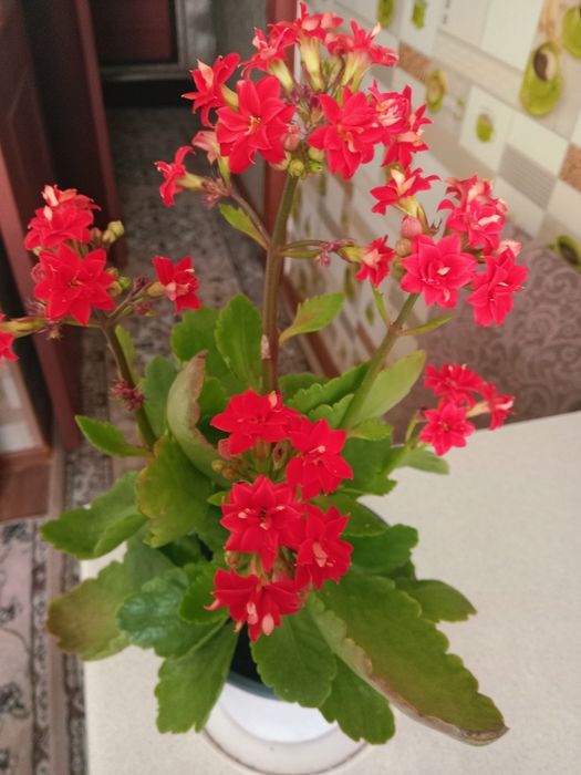 Каланхоэ цветущий красный