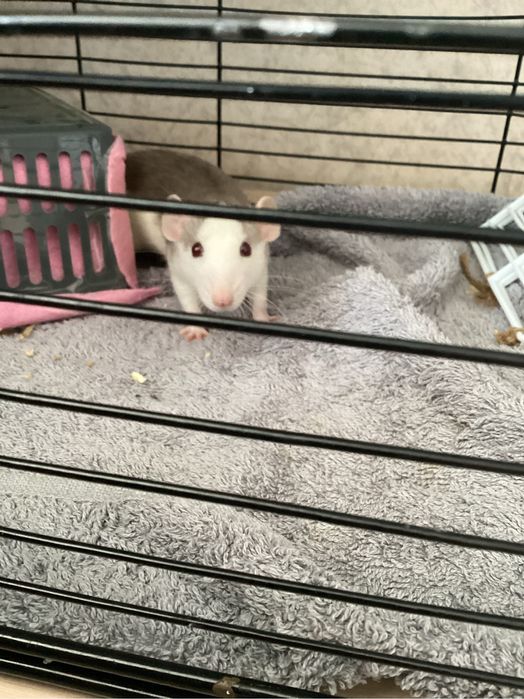 Продаются крысы декоративные