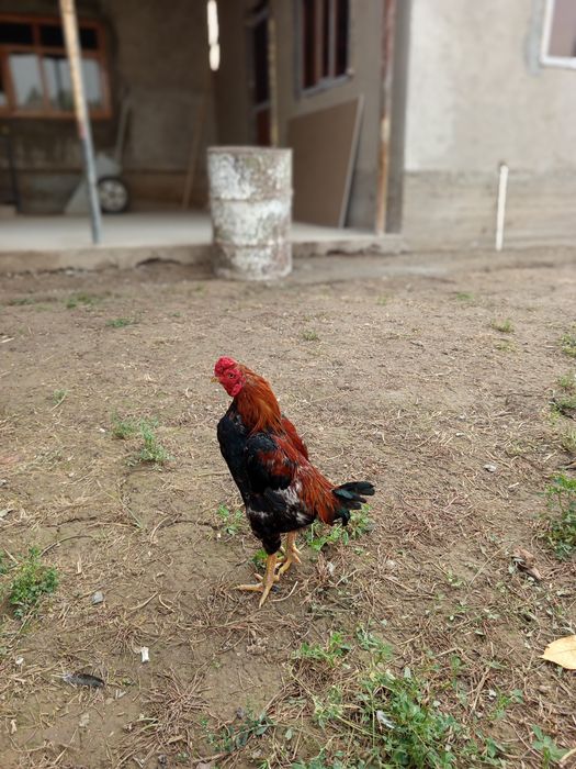 Шамо петух срочно продаётся