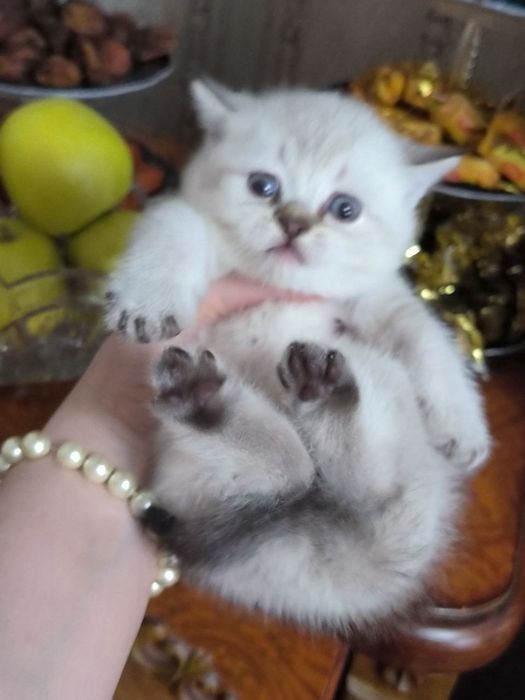 Шикарные котята  шиншилки
