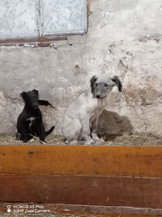 Тазы шашак кушик сатылады