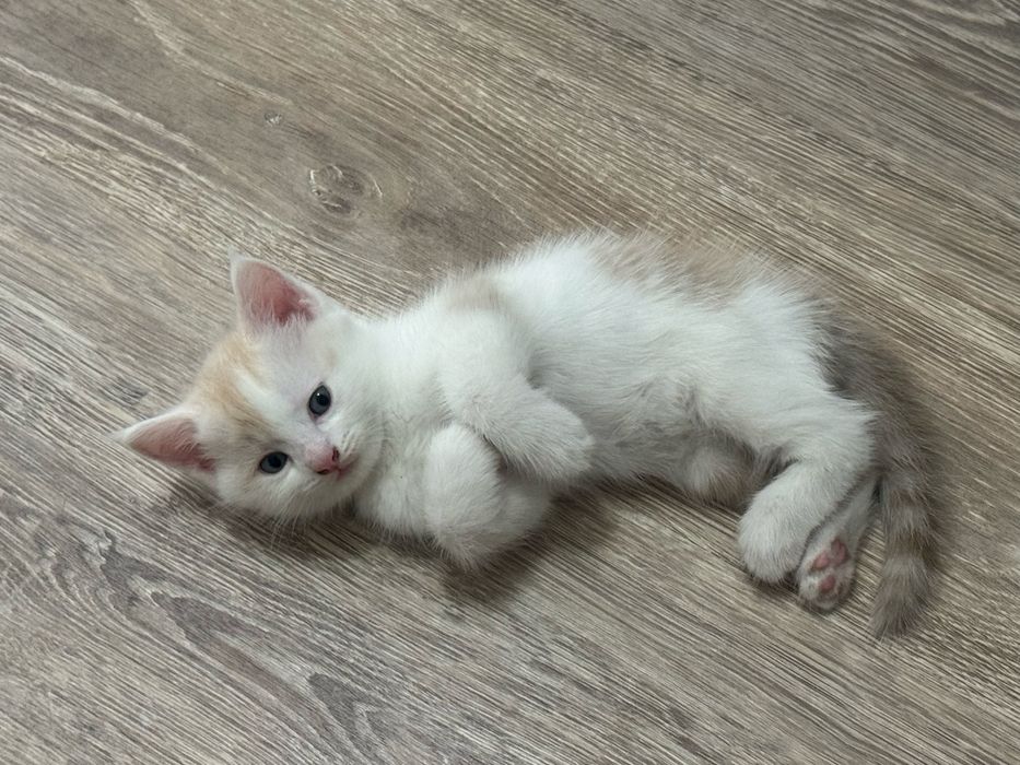 кошки и 2 котята